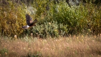 In Lamar Valley in Yellowstone