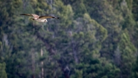 Hawk in Lamar Valley in Yellowstone