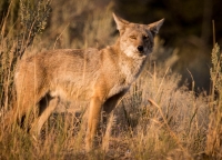 Coyote in Lamar Valley in Yellowstone