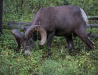 Bighorn Sheep in Yellowstone