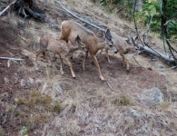 Mule deer near Tower Fall in Yellowstone