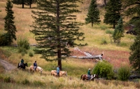 Near Roosevelt Lodge In Yellowstone