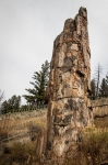 Petrified Tree in Yellowstone