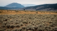 Along the Forces of the Northern Trail in Yellowstone