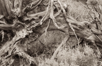 Along the Forces of the Northern Trail in Yellowstone