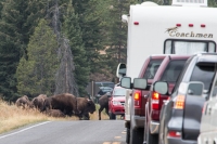 Bison in Yellowstone