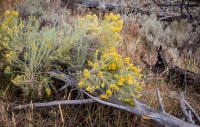 Hiking to Undine Falls in Yellowstone