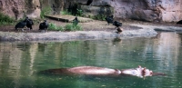 On the Kilimanjaro Safari at Animal Kingdom