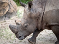 On the Kilimanjaro Safari at Animal Kingdom