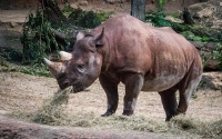 On Kilimanjaro Safari at Animal Kingdom