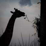 On Kilimanjaro Safari at Animal Kingdom