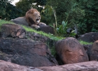 On Kilimanjaro Safari at Animal Kingdom