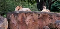 On Kilimanjaro Safari at Animal Kingdom