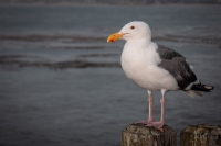 Seagull on Waterfront in Monterey, California