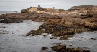At Point Lobos Natural Reserve in Carmel-By-The-Sea, California
