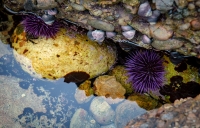 At Point Lobos Natural Reserve in Carmel-By-The-Sea, California