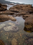 At Point Lobos Natural Reserve in Carmel-By-The-Sea, California