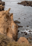 At Point Lobos Natural Reserve in Carmel-By-The-Sea, California