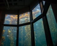 Kelp Forest at the Monterey Bay Aquarium