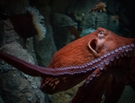Giant Pacific Octopus at the Monterey Bay Aquarium