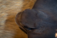 Bat Ray at the Monterey Bay Aquarium