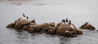 At the Monterey Bay Aquarium