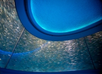 At the Monterey Bay Aquarium