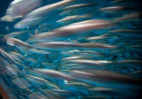 At the Monterey Bay Aquarium
