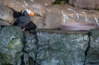 Puffins at the Monterey Bay Aquarium