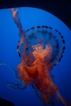 Purple-striped jelly at the Monterey Bay Aquarium
