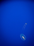 Sea Gooseberry at the Monterey Bay Aquarium