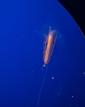 Spotted comb jelly at the Monterey Bay Aquarium