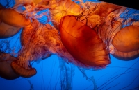 Sea Nettle at the Monterey Bay Aquarium