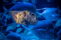 At the Monterey Bay Aquarium