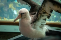 Albatross at the Monterey Bay Aquarium
