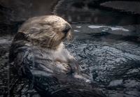 Sea Otter at the Monterey Bay Aquarium