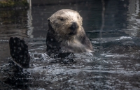 Sea Otter at the Monterey Bay Aquarium