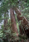 At Muir Woods National Monument