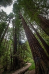 At Muir Woods National Monument