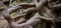 At Muir Woods National Monument
