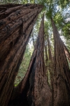 At Muir Woods National Monument