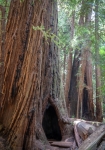 At Muir Woods National Monument