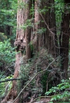 At Muir Woods National Monument
