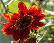 At Farmstead at Long Meadow Ranch in St. Helena, California