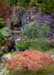 Japanese Tea Garden in Golden Gate Park, San Francisco