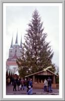 Christmas tree and Severikirche in Erfurt