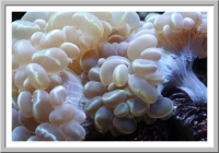 Coral at the Adveture Aquarium