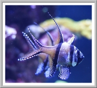 Tropical Fish