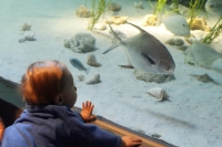 Oooh ... look at the fish