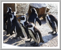 Penguins
